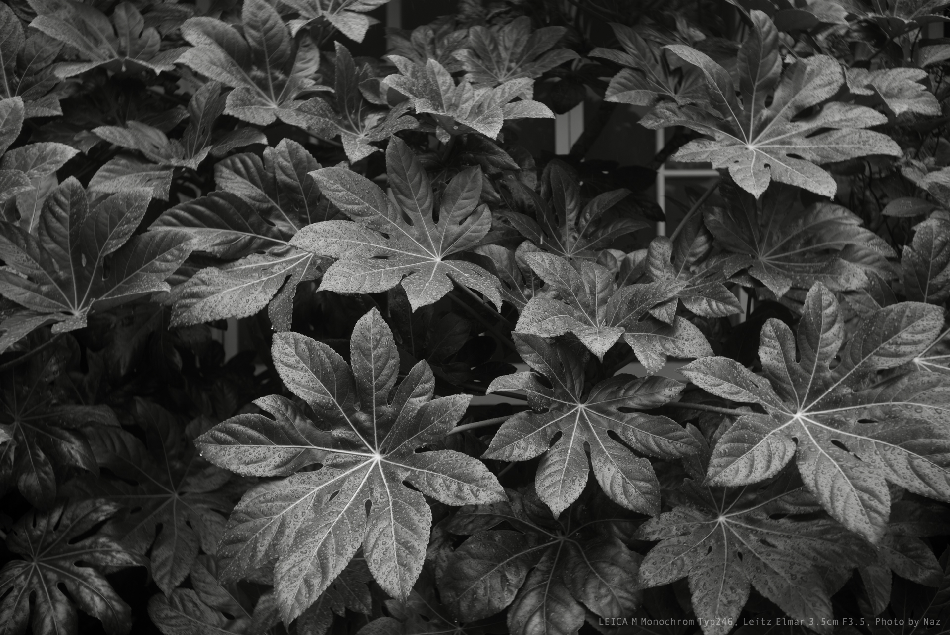 Leica M Monochrom Typ246, Leitz Elmar 3.5cm F3.5, Photo by Naz